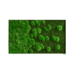 Moosbild Verlauf: Wald- und Kugelmoosbild Verlauf 100x60cm