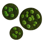 Moosbild: Wald- und Kugelmoos Kreise 3er Set