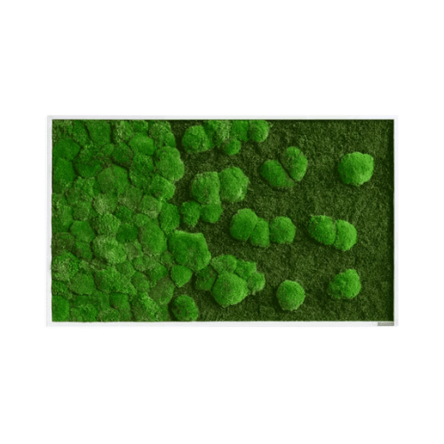 Moosbild Verlauf: Wald- und Kugelmoosbild Verlauf 100x60cm